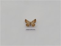 藏品(尺蛾242)的圖片